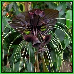 Black Bat Flower Plant Seeds ~ 5 Tacca chantrieri Seeds - Exotic Perennial Bulb Seeds - New