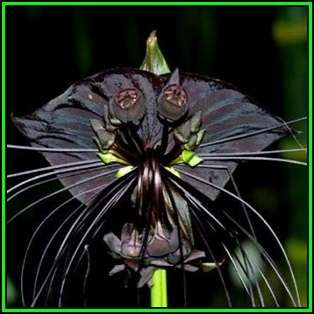 Black Bat Flower Plant Seeds ~ 5 Tacca chantrieri Seeds - Exotic Perennial Bulb Seeds - New