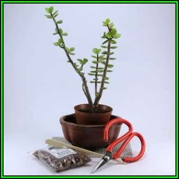 GrowYourOwn Bonsai Starter Plant Kit for Spekboom - Everything you need to get started!