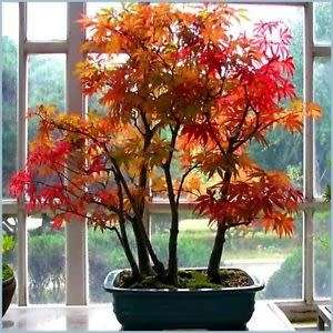 Acer pseudosieboldianum Bonsai - 5 Seeds - Korean Maple + FREE Gifts Seeds + Bonsai eBook, NEW