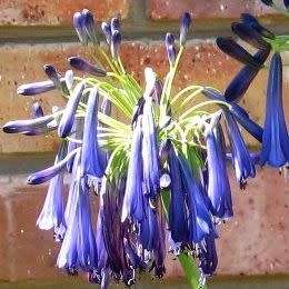 Agapanthus inapertus ssp pendulous Seeds - South African Indigenous Perennial Bulb - New