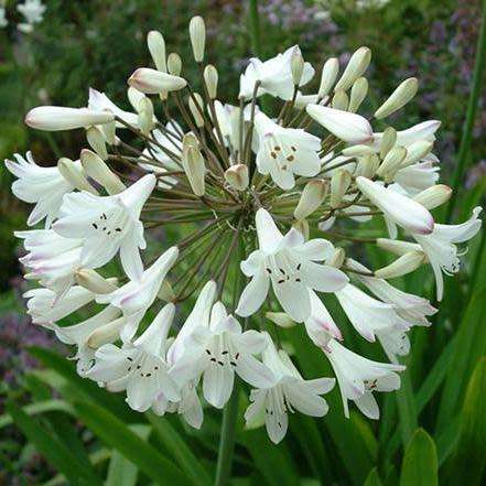Agapanthus praecox ssp. orientalis Tall White - 5 Seed Pack - Indigenous Perennial Bulb