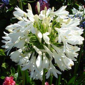 Agapanthus praecox ssp. orientalis Tall White - 5 Seed Pack - Indigenous Perennial Bulb