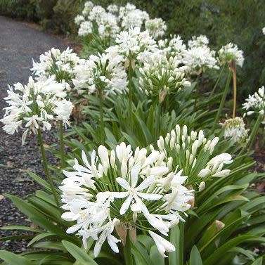Agapanthus praecox ssp. orientalis Tall White - 5 Seed Pack - Indigenous Perennial Bulb