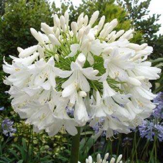 Agapanthus praecox ssp. orientalis Tall White - 5 Seed Pack - Indigenous Perennial Bulb