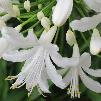 Agapanthus praecox ssp. orientalis Tall White - 5 Seed Pack - Indigenous Perennial Bulb