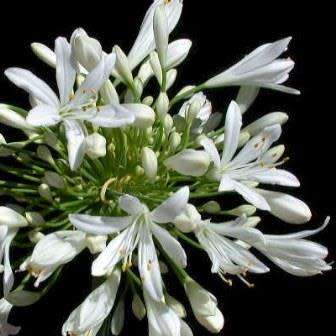 Agapanthus praecox ssp. orientalis Tall White - 5 Seed Pack - Indigenous Perennial Bulb