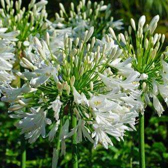 Agapanthus praecox ssp. orientalis Tall White - 5 Seed Pack - Indigenous Perennial Bulb