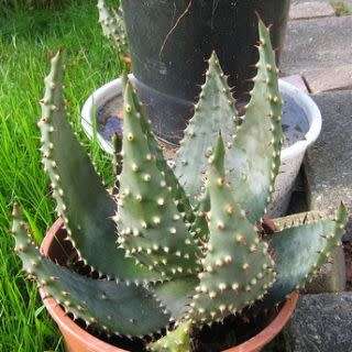Aloe aculeata -Red Hot Poker Aloe - 5 Seed Pack - Indigenous Succulent - Global Delivery