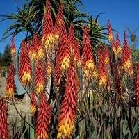 Aloe aculeata -Red Hot Poker Aloe - 5 Seed Pack - Indigenous Succulent - Global Delivery