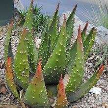 Aloe aculeata -Red Hot Poker Aloe - 5 Seed Pack - Indigenous Succulent - Global Delivery