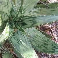 Aloe parvibracteata Seeds - Indigenous Succulent - Worldwide Shipping - NEW