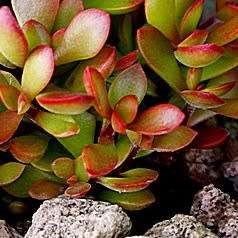 Crassula atropurpurea Seeds - Indigenous South African Succulent Seeds for Sale in South Africa