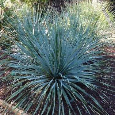 Dasylirion berlandieri - Great Desert Spoon Seeds - Exotic Succulent from Mexico