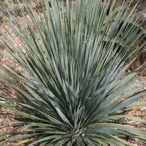 Dasylirion berlandieri - Great Desert Spoon Seeds - Exotic Succulent from Mexico