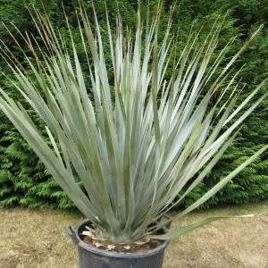 Dasylirion berlandieri - Great Desert Spoon Seeds - Exotic Succulent from Mexico