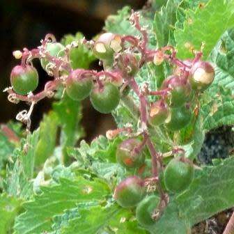Cyphostemma cirrhosum Seeds - Indigenous Succulent Caudiciform Bonsai - NEW