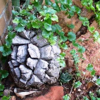 Dioscorea elephantipes / Testudinaria elephantipes - 5 Seed Pack - Indigenous Caudiciform Succulent