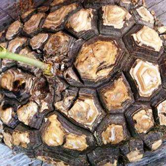 Dioscorea elephantipes / Testudinaria elephantipes - 5 Seed Pack - Indigenous Caudiciform Succulent