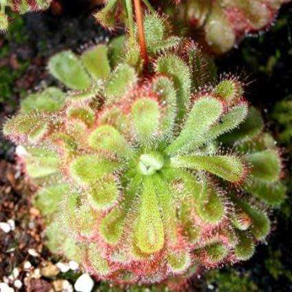 Drosera cistiflora Pink Flower - Carnivorous Sundew Seeds - Indigenous Houseplant - New