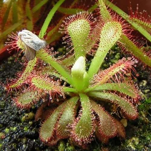 Drosera venusta - Carnivorous Sundew Seeds - Indigenous Ethnobotanical Houseplant - New