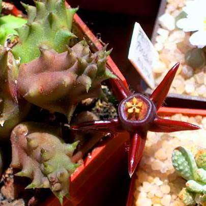 5 Duvalia caespitosa Seeds - South African Indigenous Stapeliad
