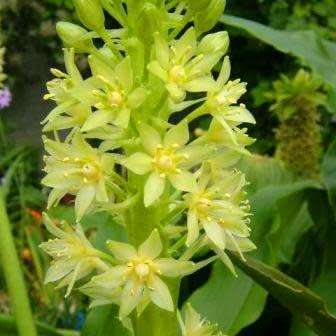 Eucomis pole-evansii Seeds - Indigenous Perennial Bulb -Combined Global Shipping- New