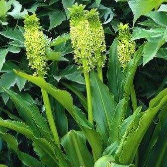 Eucomis pole-evansii Seeds - Indigenous Perennial Bulb -Combined Global Shipping- New