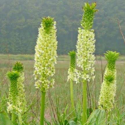 Eucomis pole-evansii Seeds - Indigenous Perennial Bulb -Combined Global Shipping- New