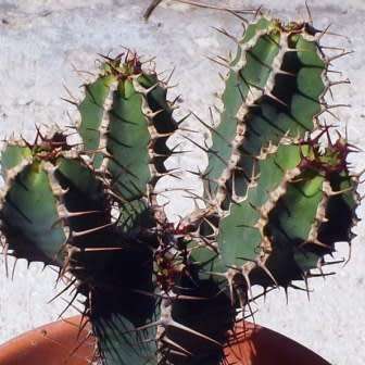 Euphorbia avasmontana Seeds - Indigenous Succulent Hedge - Insured Combined Shipping