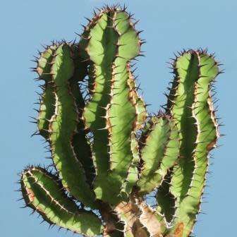 Euphorbia avasmontana Seeds - Indigenous Succulent Hedge - Insured Combined Shipping