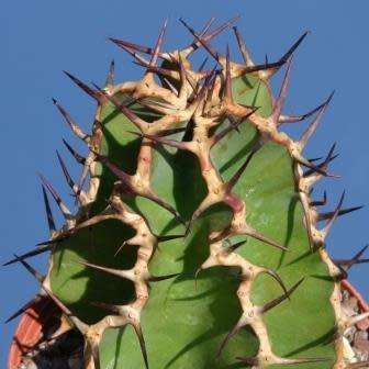 Euphorbia avasmontana Seeds - Indigenous Succulent Hedge - Insured Combined Shipping