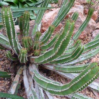 Euphorbia avasmontana Seeds - Indigenous Succulent Hedge - Insured Combined Shipping