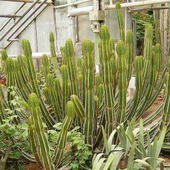 Euphorbia avasmontana Seeds - Indigenous Succulent Hedge - Insured Combined Shipping