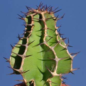 Euphorbia avasmontana Seeds - Indigenous Succulent Hedge - Insured Combined Shipping