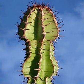 Euphorbia avasmontana Seeds - Indigenous Succulent Hedge - Insured Combined Shipping