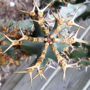 Euphorbia coerulescens Seeds - South African Indigenous Succulent - Combined Worldwide Shipping