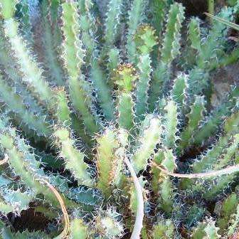 Euphorbia coerulescens Seeds - South African Indigenous Succulent - Combined Worldwide Shipping