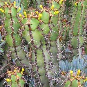 Euphorbia coerulescens Seeds - South African Indigenous Succulent - Combined Worldwide Shipping