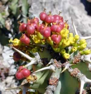 Euphorbia coerulescens Seeds - South African Indigenous Succulent - Combined Worldwide Shipping