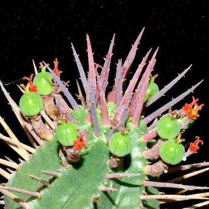 Euphorbia ferox Seeds - Rare Indigenous Endemic Drought Tolerant Succulent - NEW
