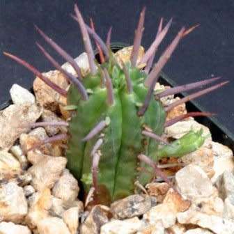 Euphorbia ferox Seeds - Rare Indigenous Endemic Drought Tolerant Succulent - NEW