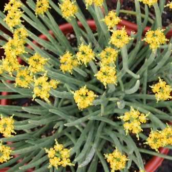 Euphorbia mauritanica Seeds - Jackal`s Food - South African Indigenous Drought Tolerant Succulent