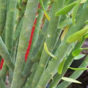 Euphorbia mauritanica Seeds - Jackal`s Food - South African Indigenous Drought Tolerant Succulent