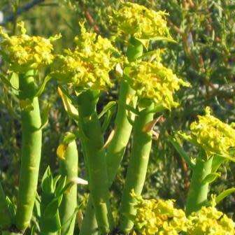 Euphorbia mauritanica Seeds - Jackal`s Food - South African Indigenous Drought Tolerant Succulent