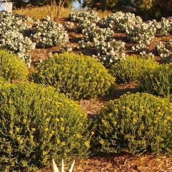 Euphorbia mauritanica Seeds - Jackal`s Food - South African Indigenous Drought Tolerant Succulent