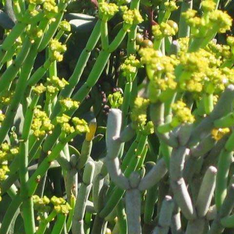 Euphorbia mauritanica Seeds - Jackal`s Food - South African Indigenous Drought Tolerant Succulent