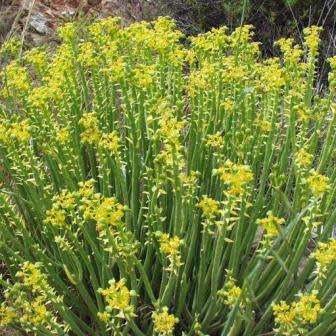 Euphorbia mauritanica Seeds - Jackal`s Food - South African Indigenous Drought Tolerant Succulent