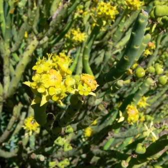 Euphorbia mauritanica Seeds - Jackal`s Food - South African Indigenous Drought Tolerant Succulent