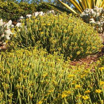 Euphorbia mauritanica Seeds - Jackal`s Food - South African Indigenous Drought Tolerant Succulent